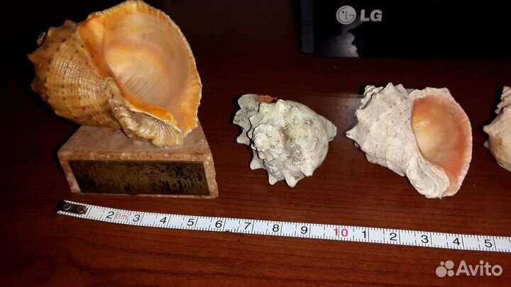 Крымские раковины