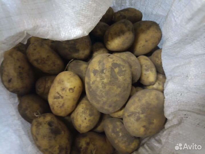 Картофель деревенский отборный