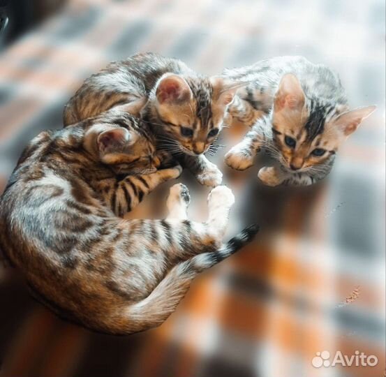 Бенгальская