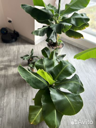 Банан киевский карлик