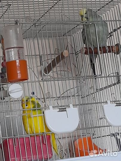 Клетка и пара чехов