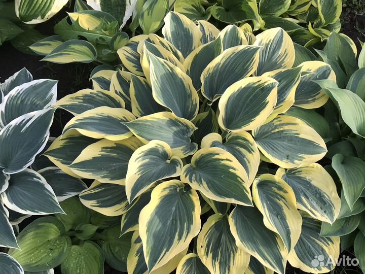 Многолетники хосты