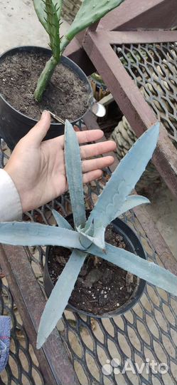 Агава голубая