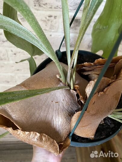 Папоротник платицериум