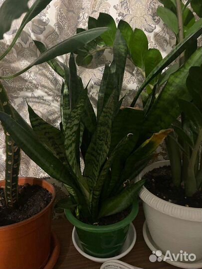 Сансевиерия