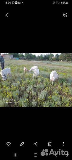 Продаются козы и козлята