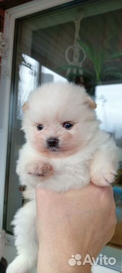 Шпицедетки