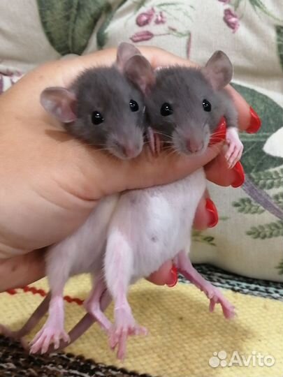 Крысята Дамбо крысы крыски