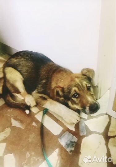 Щенок мальчик