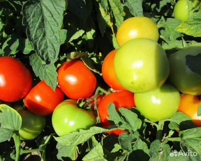 Семена Томата 