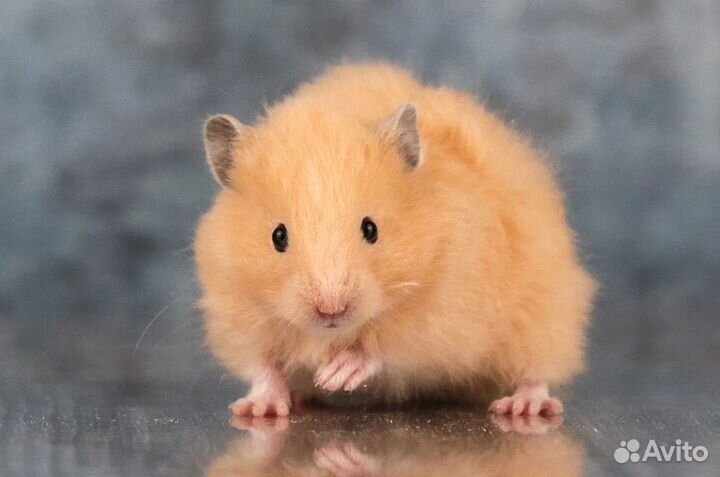 Ангорский хомяк Сирийский хомяк Ручные