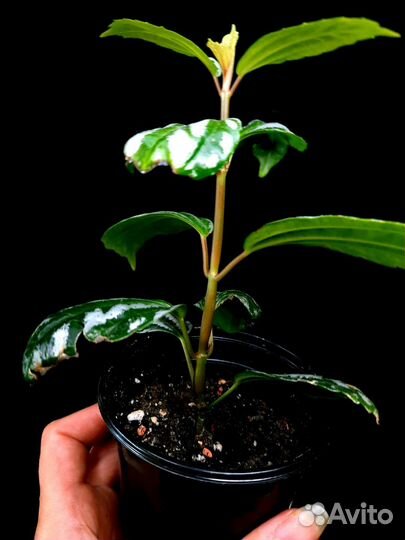 Пилея кадье