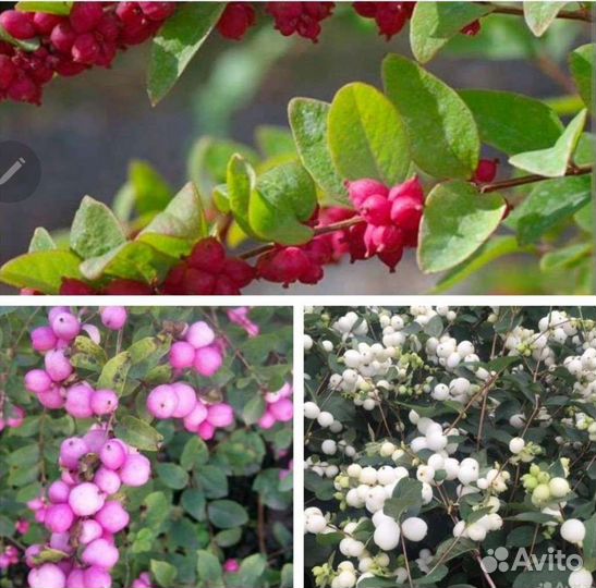 Снежноягодники