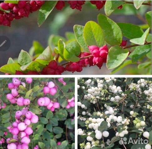 Снежноягодники