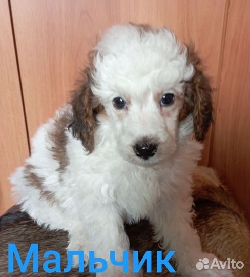 Щенки карликового пуделя