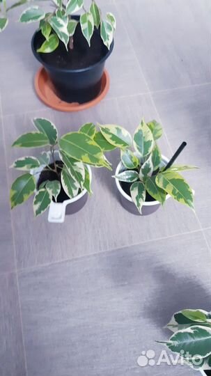 Фикус бенджамина пестролистный