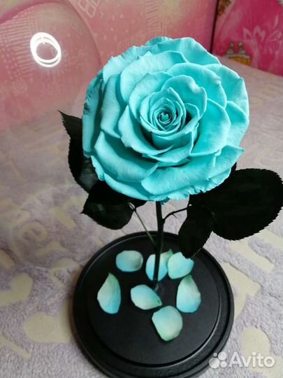 Роза в колбе, Вечная роза