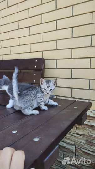 Котёнок (мальчик) 2 месяца в добрые руки