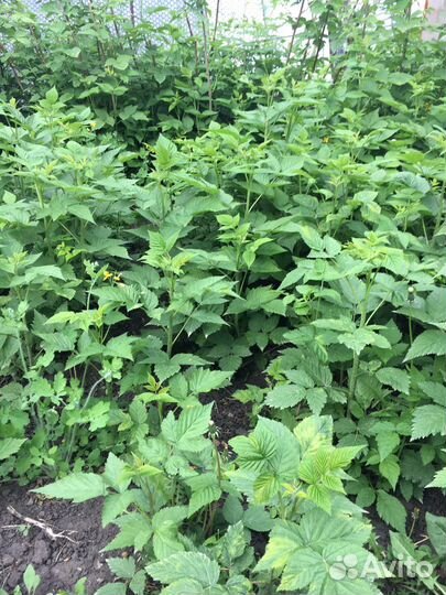 Рассада малины бесплатно