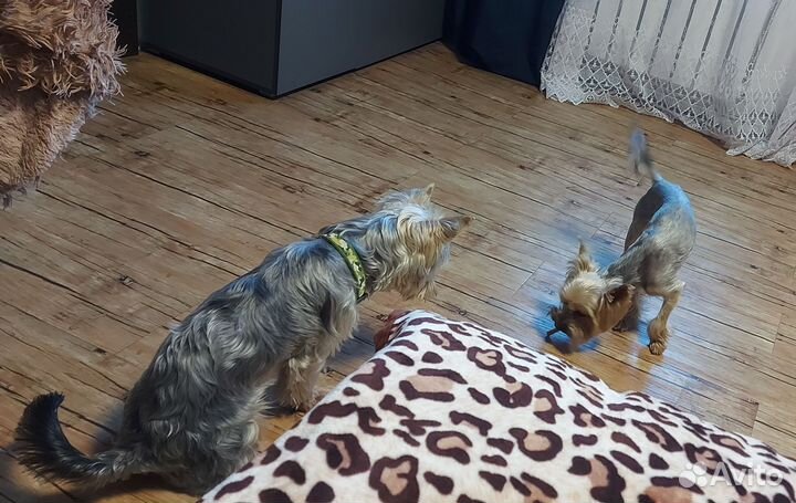 Йокширский терьер вязка кобель