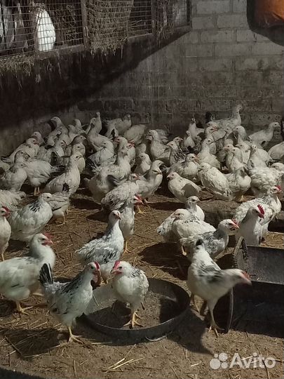 Цыплята адлерская серебристая