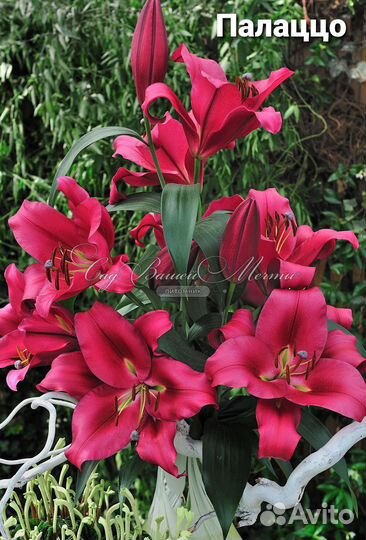 Лилии луковицы 12 сортов, 2 сорта бордюрных