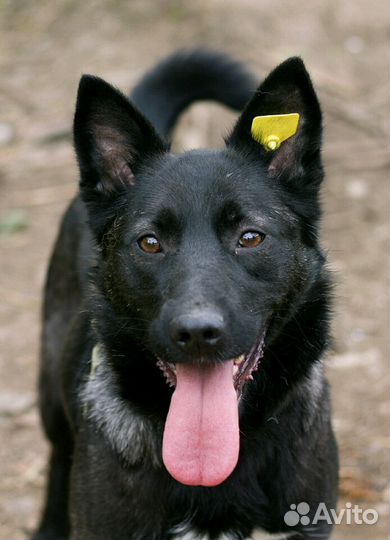 Ночка в добрые руки