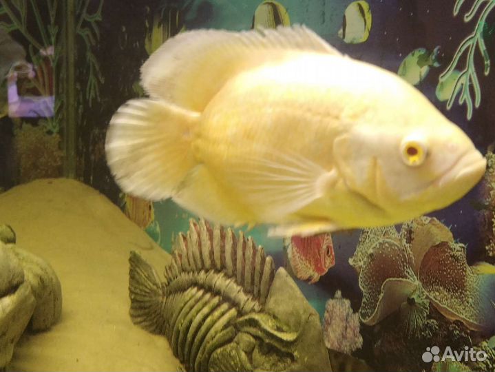 Аквариумные рыбки