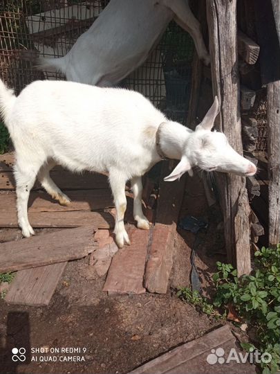 Козы Зааненские и козлик Чешской породы