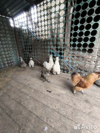 Китайские шелковые куры