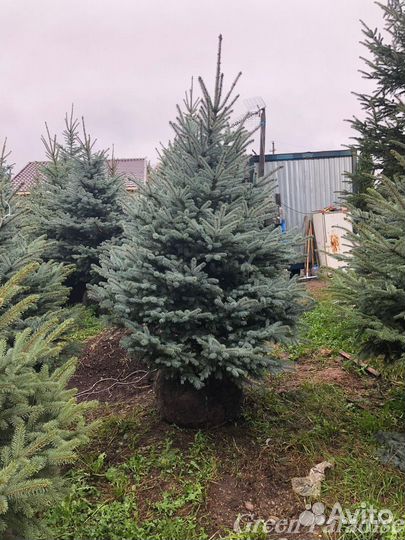 Ель голубая