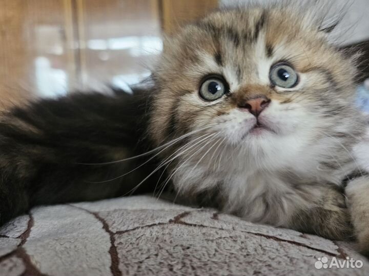 Котята
