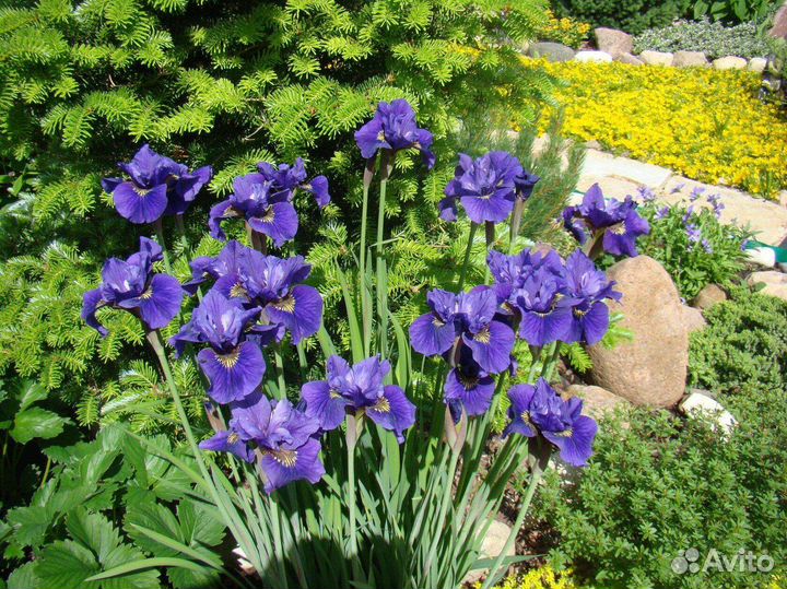 Растения для сада