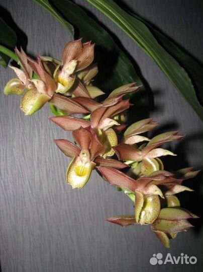 Орхидеи морковки, катасетум