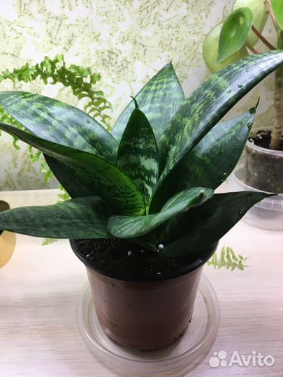 Сансевиерии