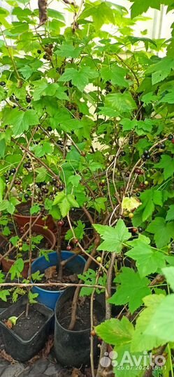 Черная смородина с закрытой корневой системой