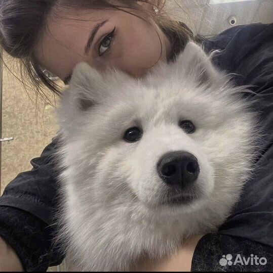 Экспресс линька