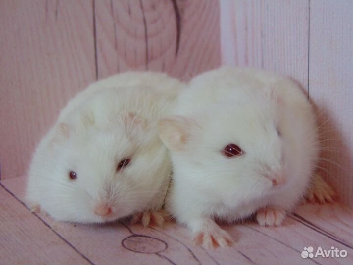 Карликовые хомяки, хомяки кэмпбелла