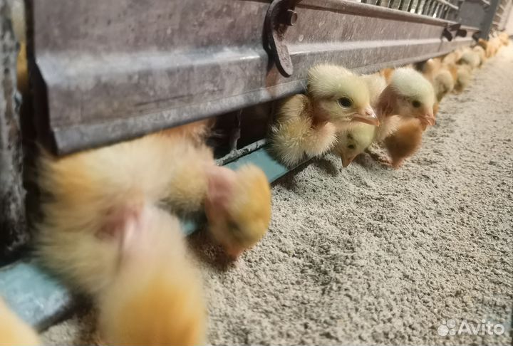 Цыплята цветные бройлеры Голошейка подрощенные