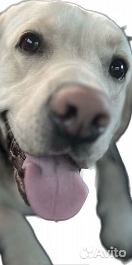 Лабрадор мальчик