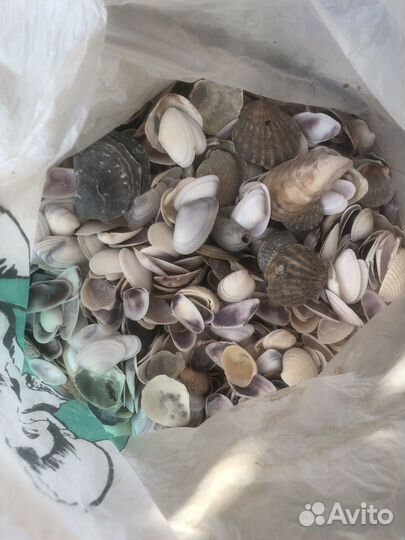 Ракушки морские для поделок