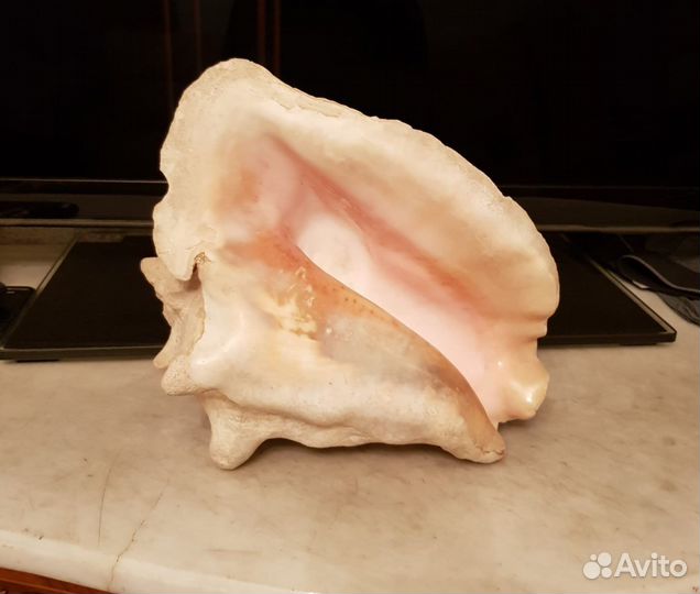 Морская ракушка (Мальдивы)