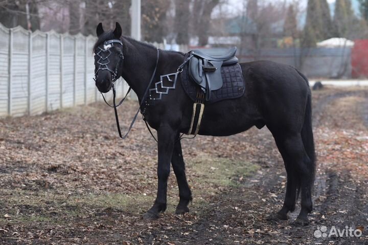 Оголовье и подперсье в барочном стиле