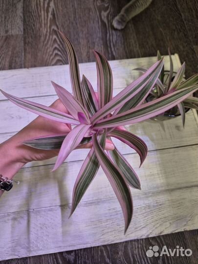 Традесканция покрывальчатая