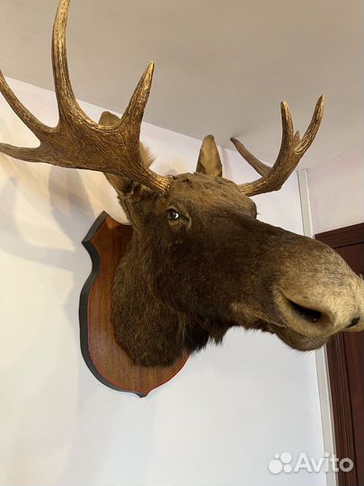 Чучело головы лося