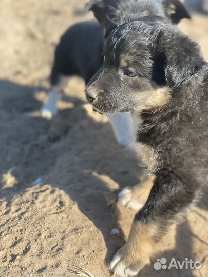 Собака в добрые руки щенок