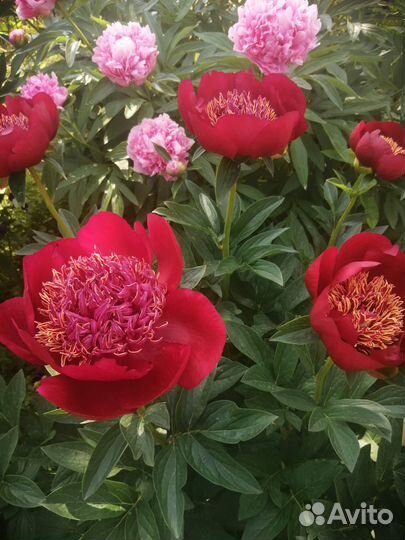 Пионы сортовые