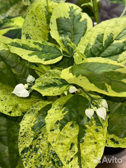 Клеродендрум Томпсона варигатный сплеш