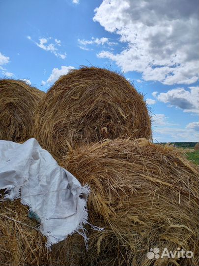 Продам сено в рулонах