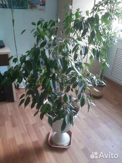 Фикус Бенджамина плетеный 1,5м